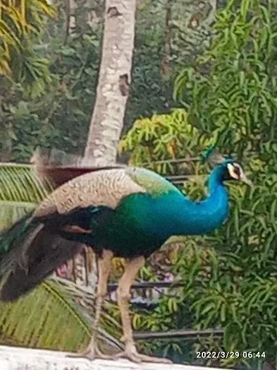 Devi Kripa Residency Apartment Varkala